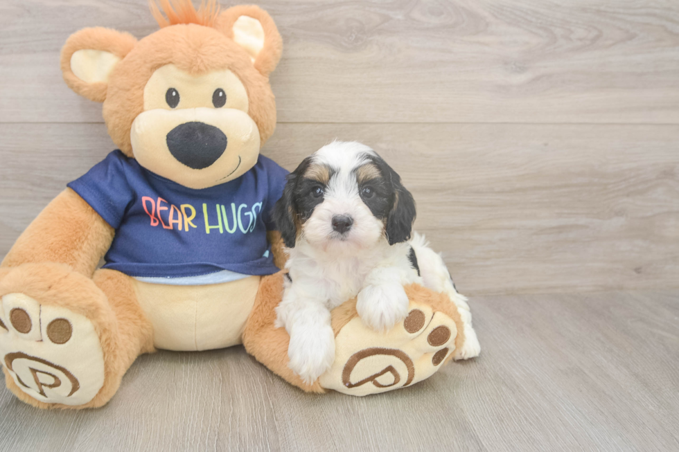 Cavapoo Puppy for Adoption