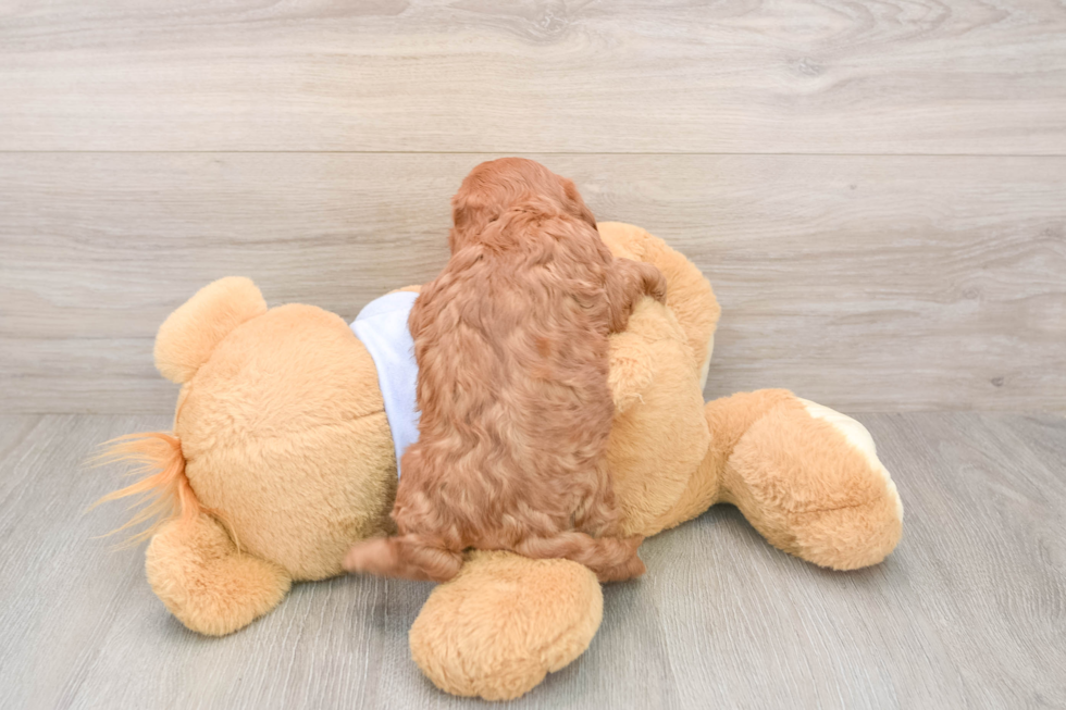 Cavapoo Pup Being Cute