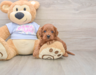 7 week old Cavapoo Puppy For Sale - Windy City Pups