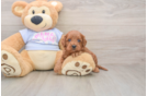 Popular Cavapoo Poodle Mix Pup