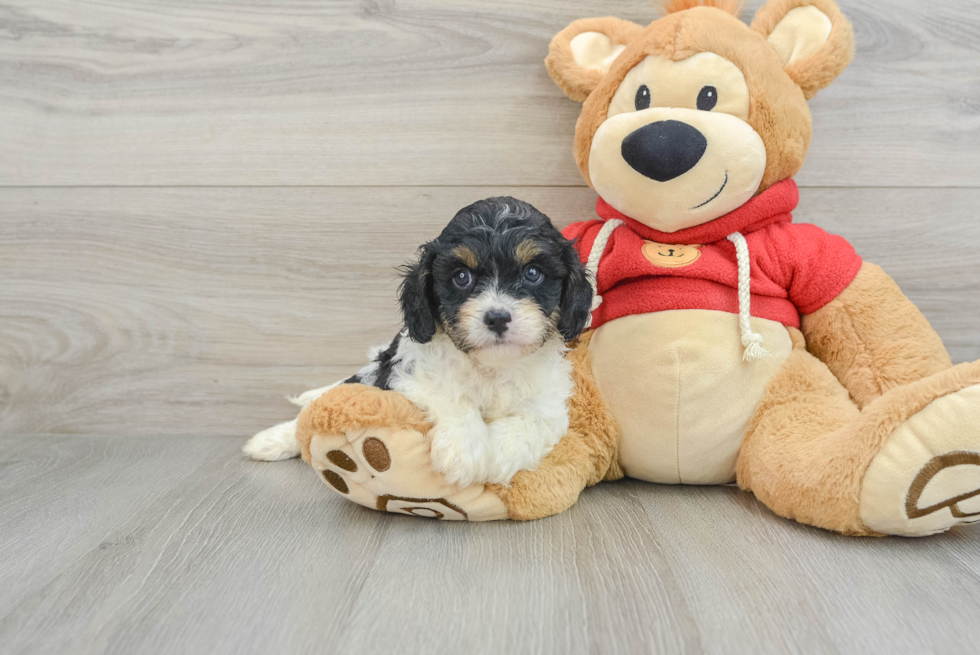 Hypoallergenic Cavadoodle Poodle Mix Puppy