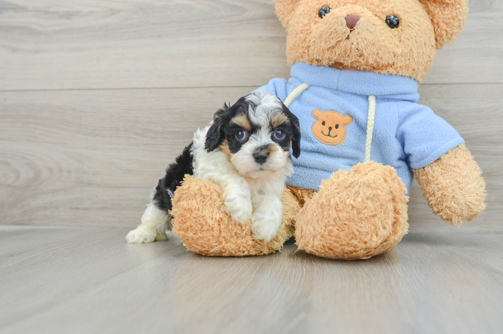 5 week old Cavapoo Puppy For Sale - Windy City Pups