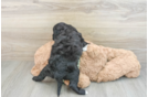 Cavapoo Puppy for Adoption