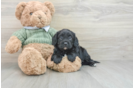 Cavapoo Pup Being Cute