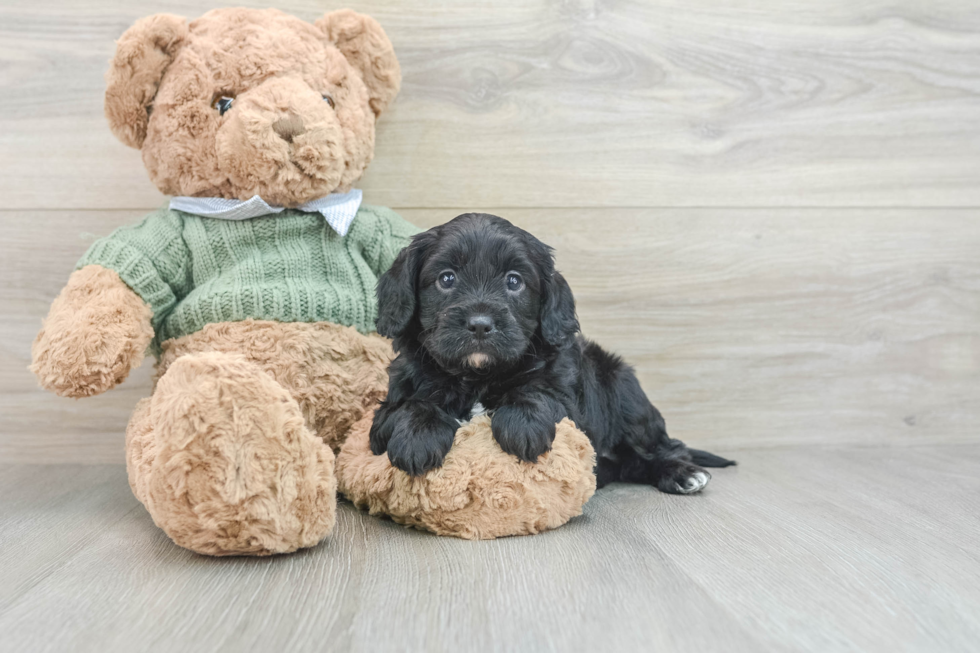 Cavapoo Pup Being Cute