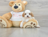 8 week old Cavapoo Puppy For Sale - Windy City Pups