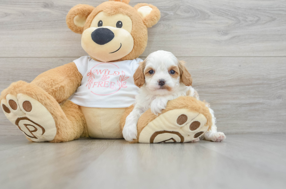 8 week old Cavapoo Puppy For Sale - Windy City Pups