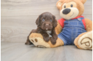 Cute Cavapoo Baby