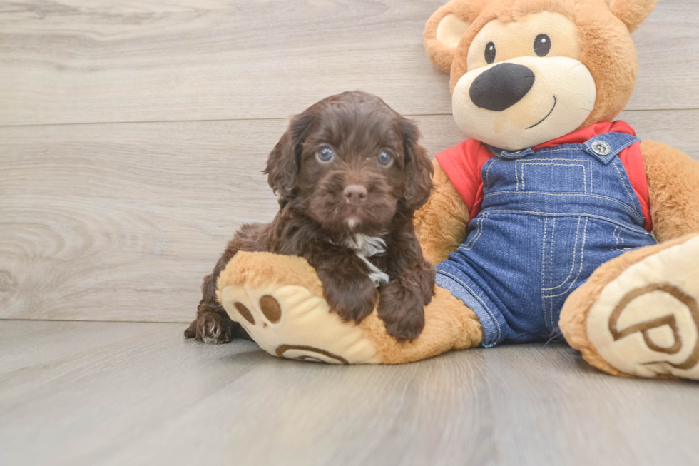 Cute Cavapoo Baby