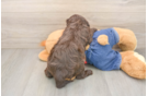 Best Cavapoo Baby