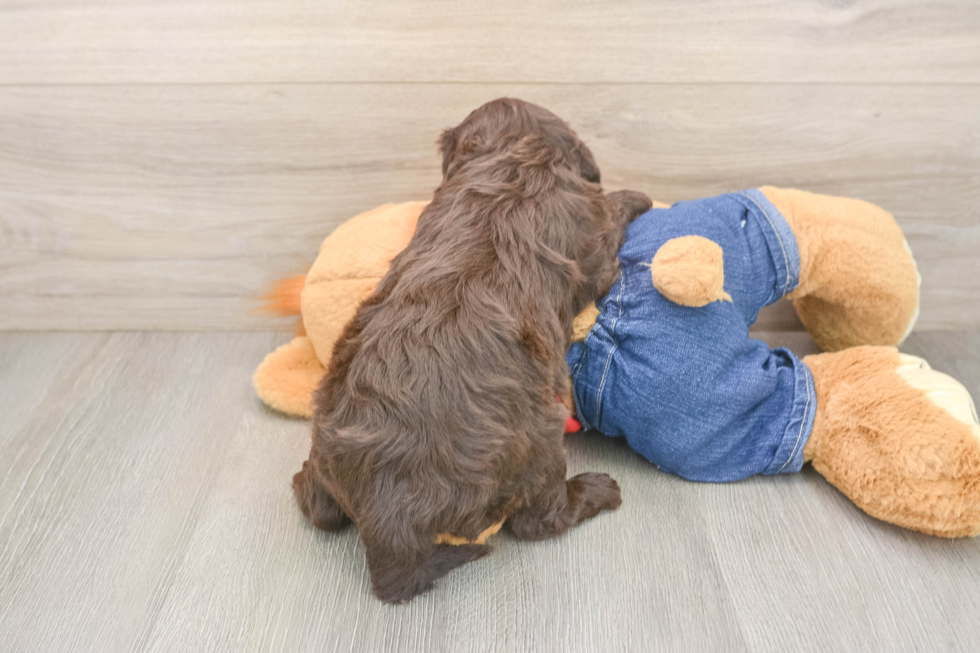 Best Cavapoo Baby