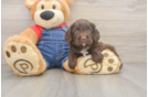 Sweet Cavapoo Baby