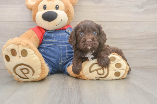 Sweet Cavapoo Baby