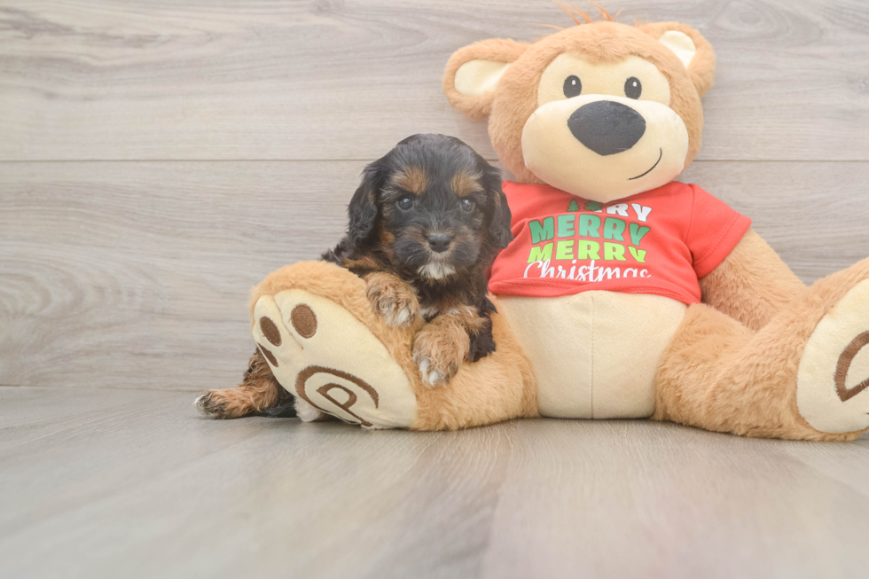 Cavapoo Pup Being Cute