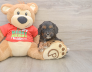 7 week old Cavapoo Puppy For Sale - Windy City Pups