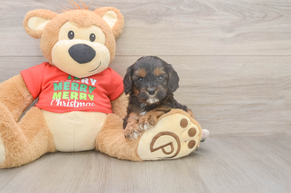 6 week old Cavapoo Puppy For Sale - Windy City Pups