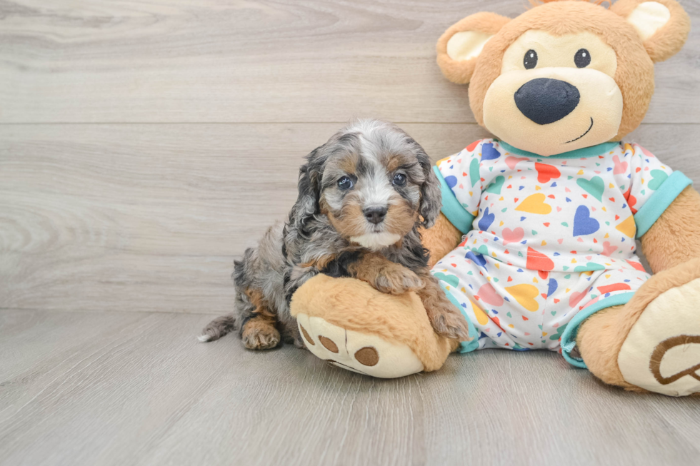 Small Cavapoo Baby