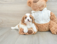 7 week old Cavapoo Puppy For Sale - Windy City Pups