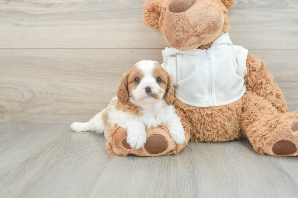 5 week old Cavapoo Puppy For Sale - Windy City Pups