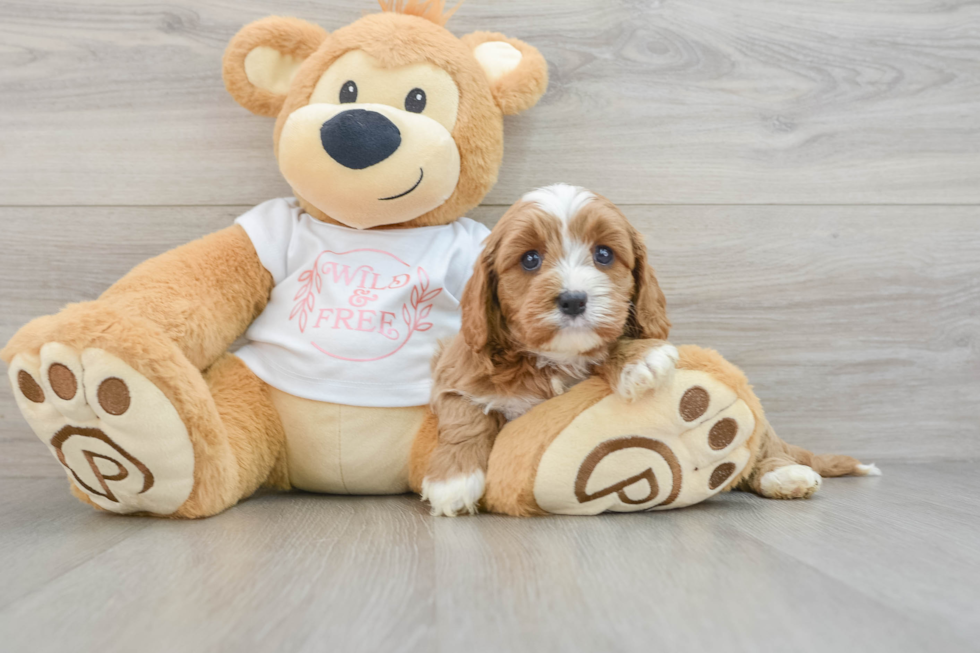 Cavapoo Pup Being Cute