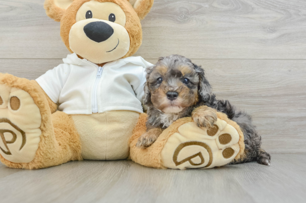 7 week old Cavapoo Puppy For Sale - Windy City Pups