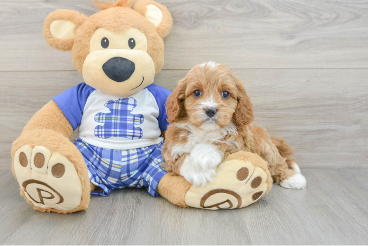 Hypoallergenic Cavadoodle Poodle Mix Puppy