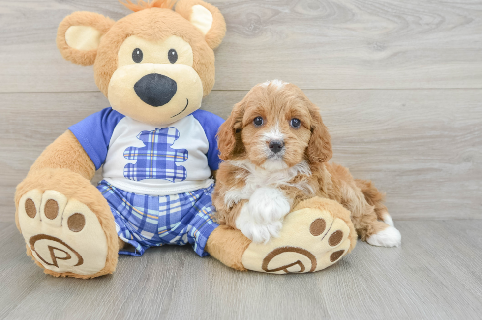 5 week old Cavapoo Puppy For Sale - Windy City Pups