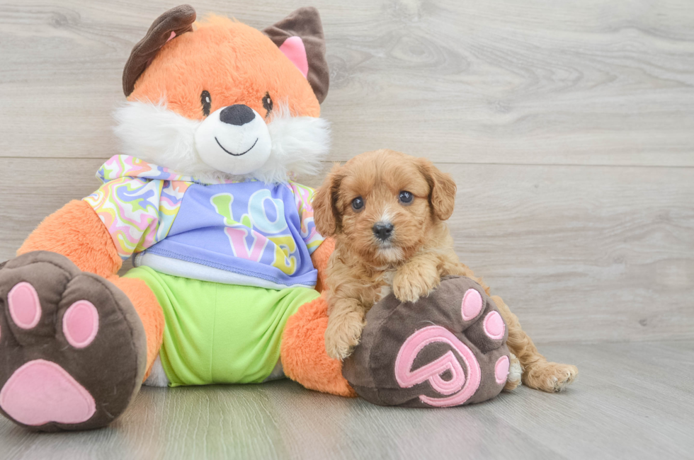 6 week old Cavapoo Puppy For Sale - Windy City Pups