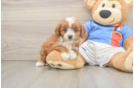Cavapoo Puppy for Adoption