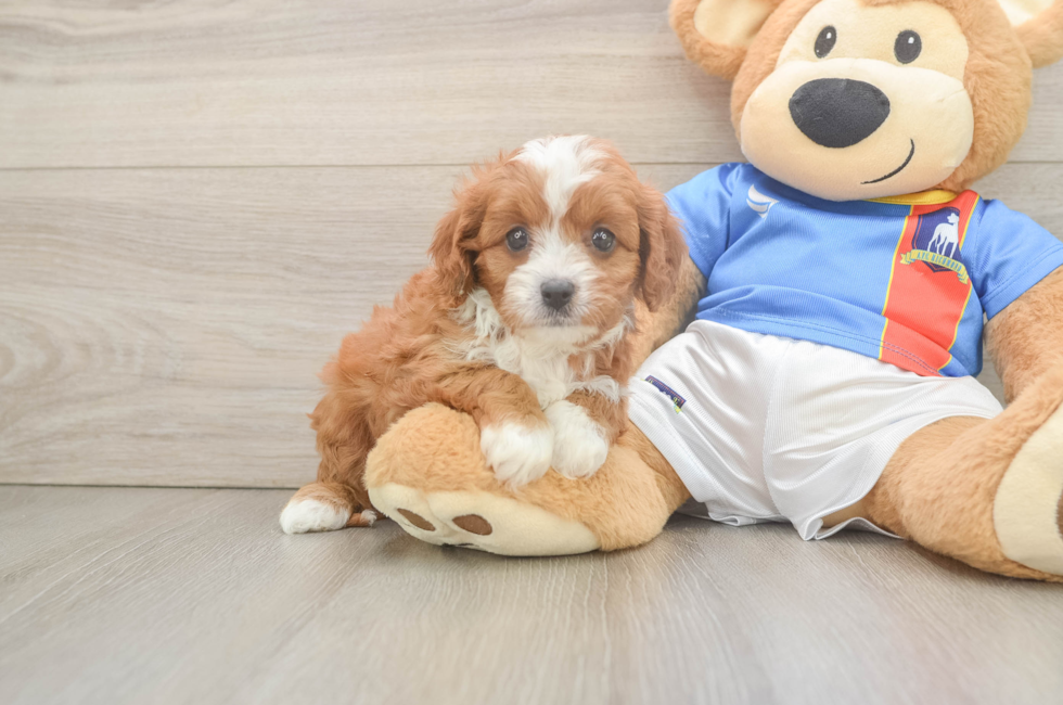 5 week old Cavapoo Puppy For Sale - Windy City Pups