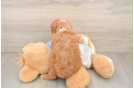 Cavapoo Pup Being Cute