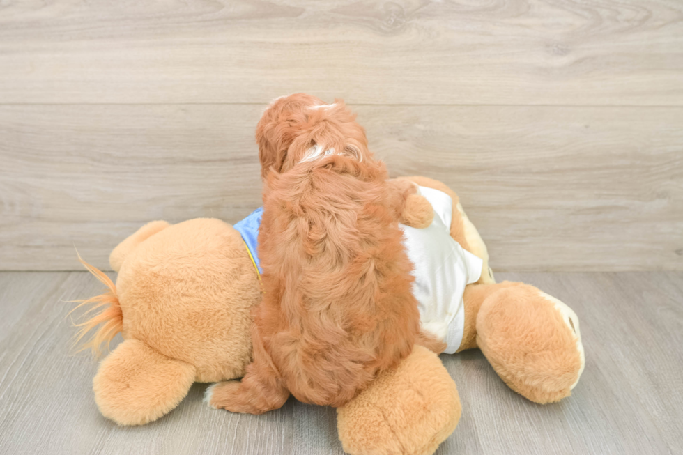 Cavapoo Pup Being Cute
