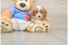 Cavapoo Pup Being Cute