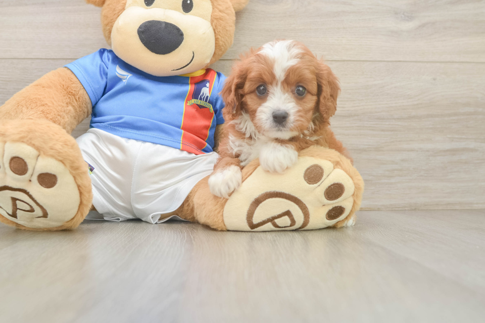Cavapoo Pup Being Cute