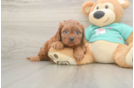 Happy Cavapoo Baby