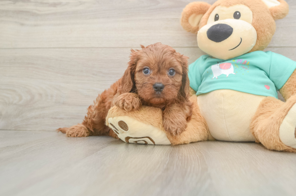 6 week old Cavapoo Puppy For Sale - Windy City Pups