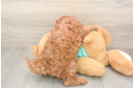 Cavapoo Puppy for Adoption
