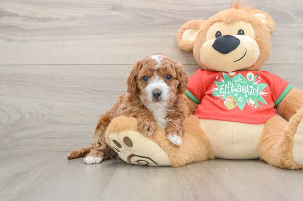 5 week old Cavapoo Puppy For Sale - Windy City Pups