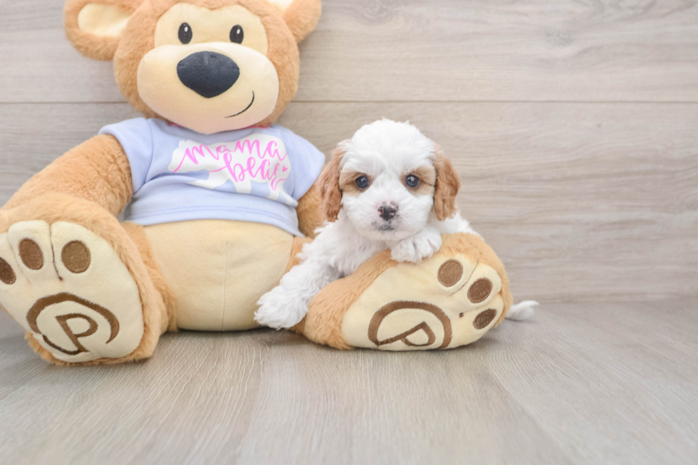 Adorable Cavalier King Charles Spaniel and Poodle Mix Poodle Mix Puppy