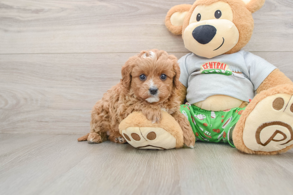 Little Cavipoo Poodle Mix Puppy