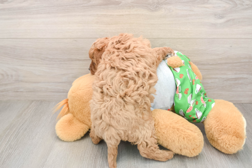 Friendly Cavapoo Baby
