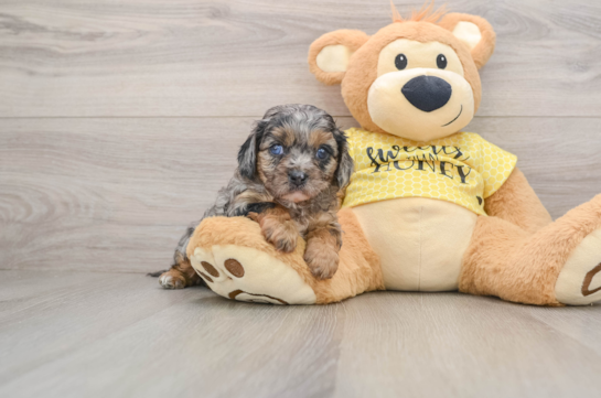 Energetic Cavoodle Poodle Mix Puppy