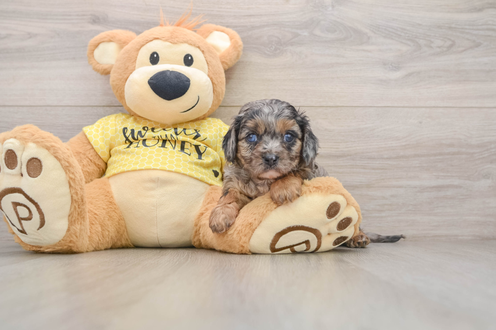 Popular Cavapoo Poodle Mix Pup