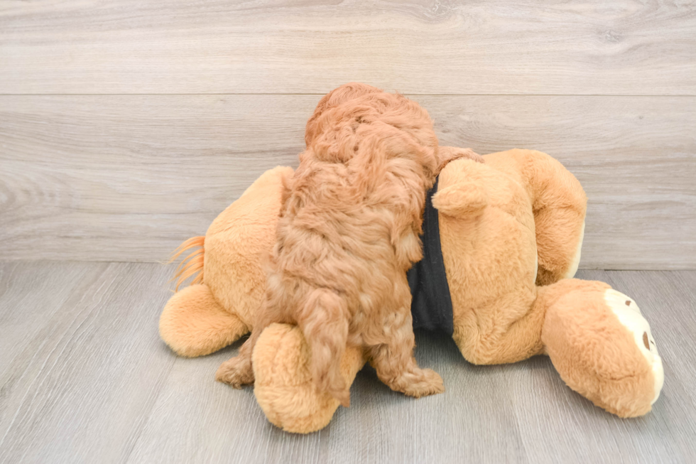 Sweet Cavapoo Baby