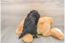 Sweet Cavapoo Baby