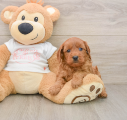6 week old Cavapoo Puppy For Sale - Windy City Pups