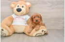 Happy Cavapoo Baby