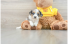 Cavapoo Puppy for Adoption