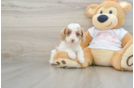 Cavapoo Pup Being Cute