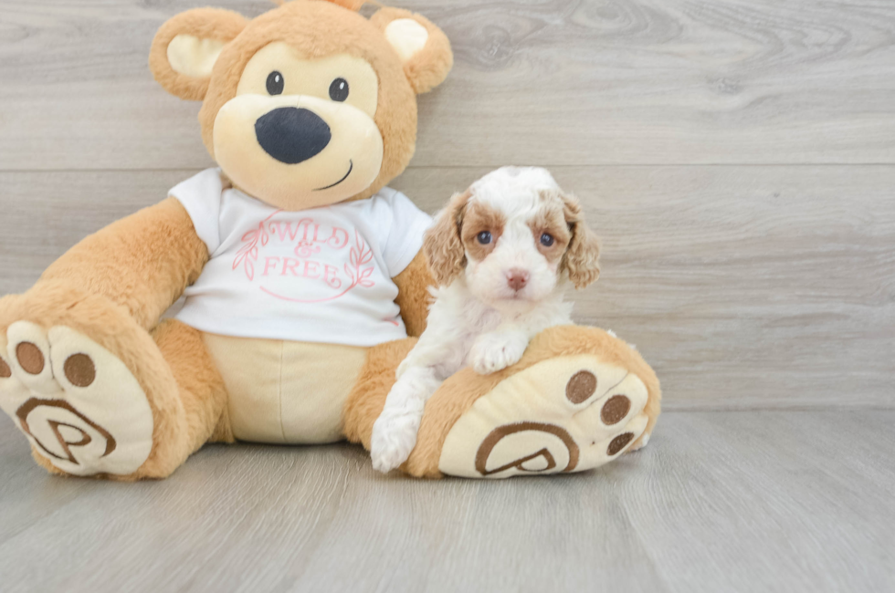 7 week old Cavapoo Puppy For Sale - Windy City Pups